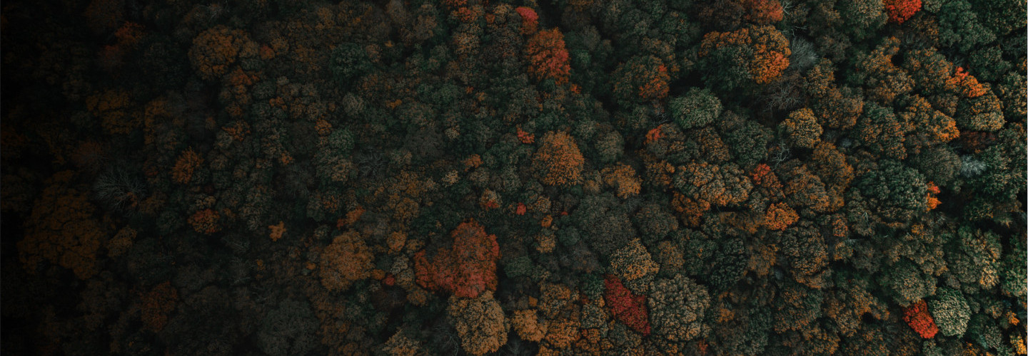 Pancasting: forecasting epidemics from provisional data